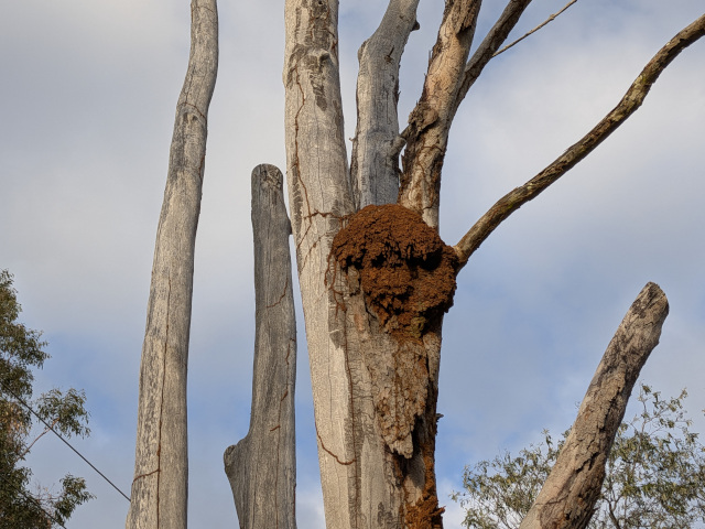 Termiitit Australiassa